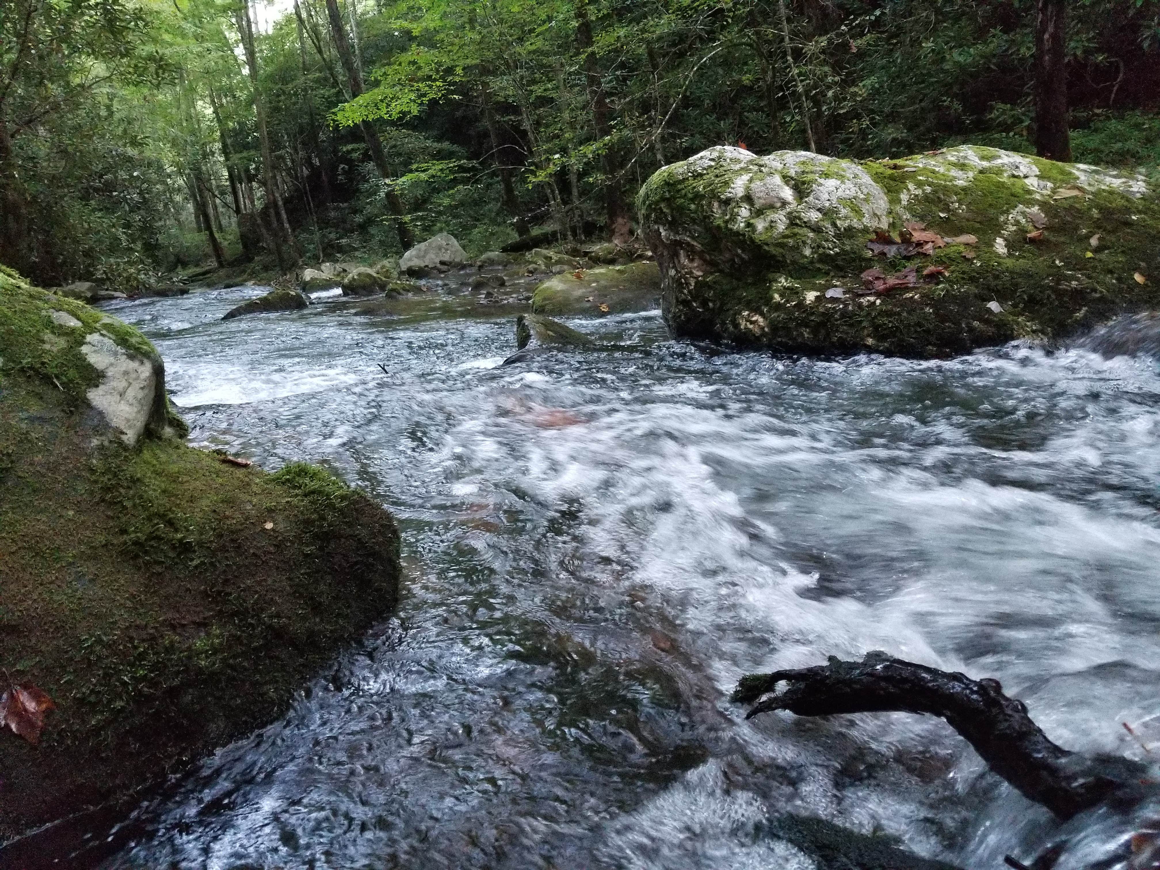 Camper-submitted photo at Bote Mountain Campsite 18 — Great Smoky Mountains National Park near Tallassee, TN