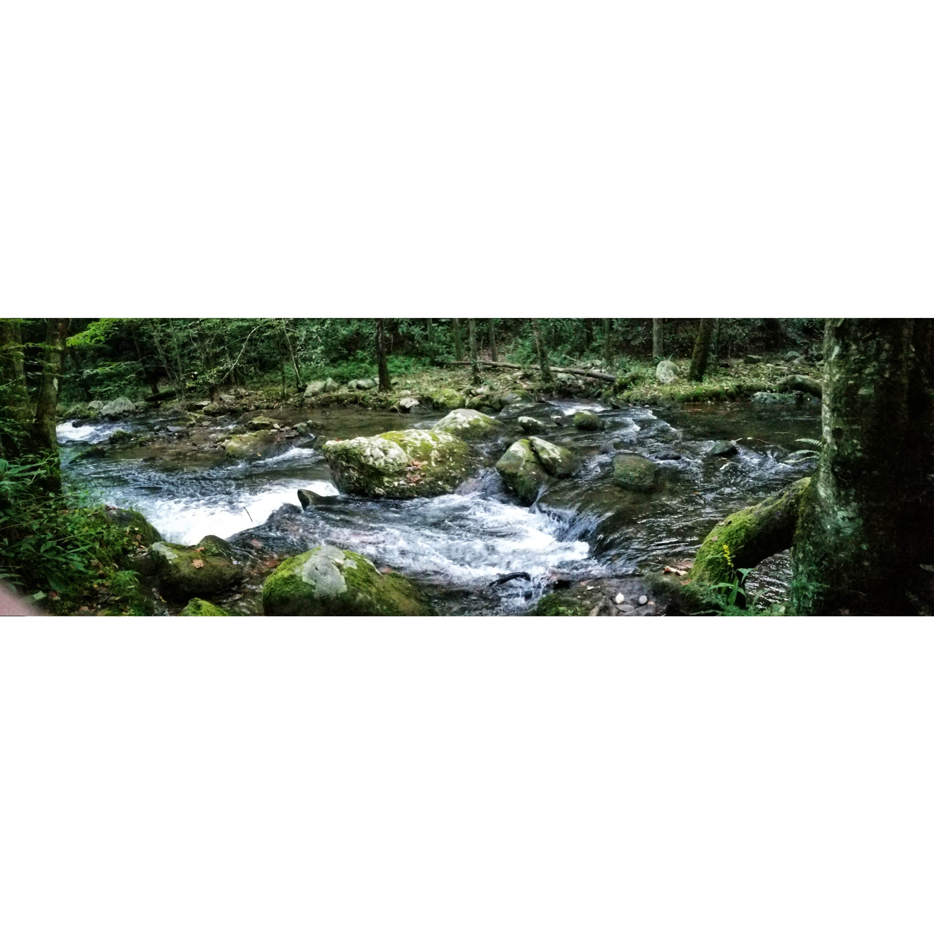 Camping near Mollies Ridge Shelter on the AT — Great Smoky Mountains National Park: Bote Mountain Campsite 18 — Great Smoky Mountains National Park, Townsend, Tennessee