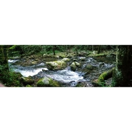 Bote Mountain Campsite 18 — Great Smoky Mountains National Park