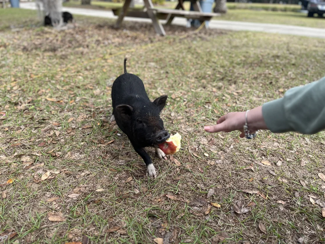 Kurt A.'s photo of camping with pets at SC Campgrounds near Windermere, FL