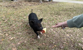 Kurt A.'s photo of camping with pets at SC Campgrounds near Webster, FL