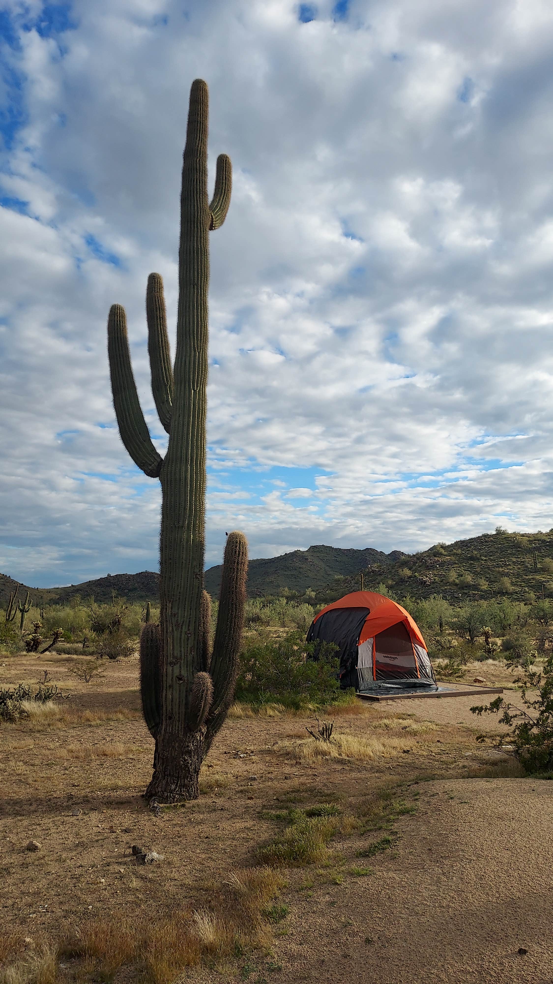 Ryan W.'s photo of camping with pets at White Tank Mountain Regional Park near Tonopah, AZ