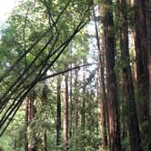 Review photo of Pfeiffer Big Sur State Park Campground by James N., March 19, 2024