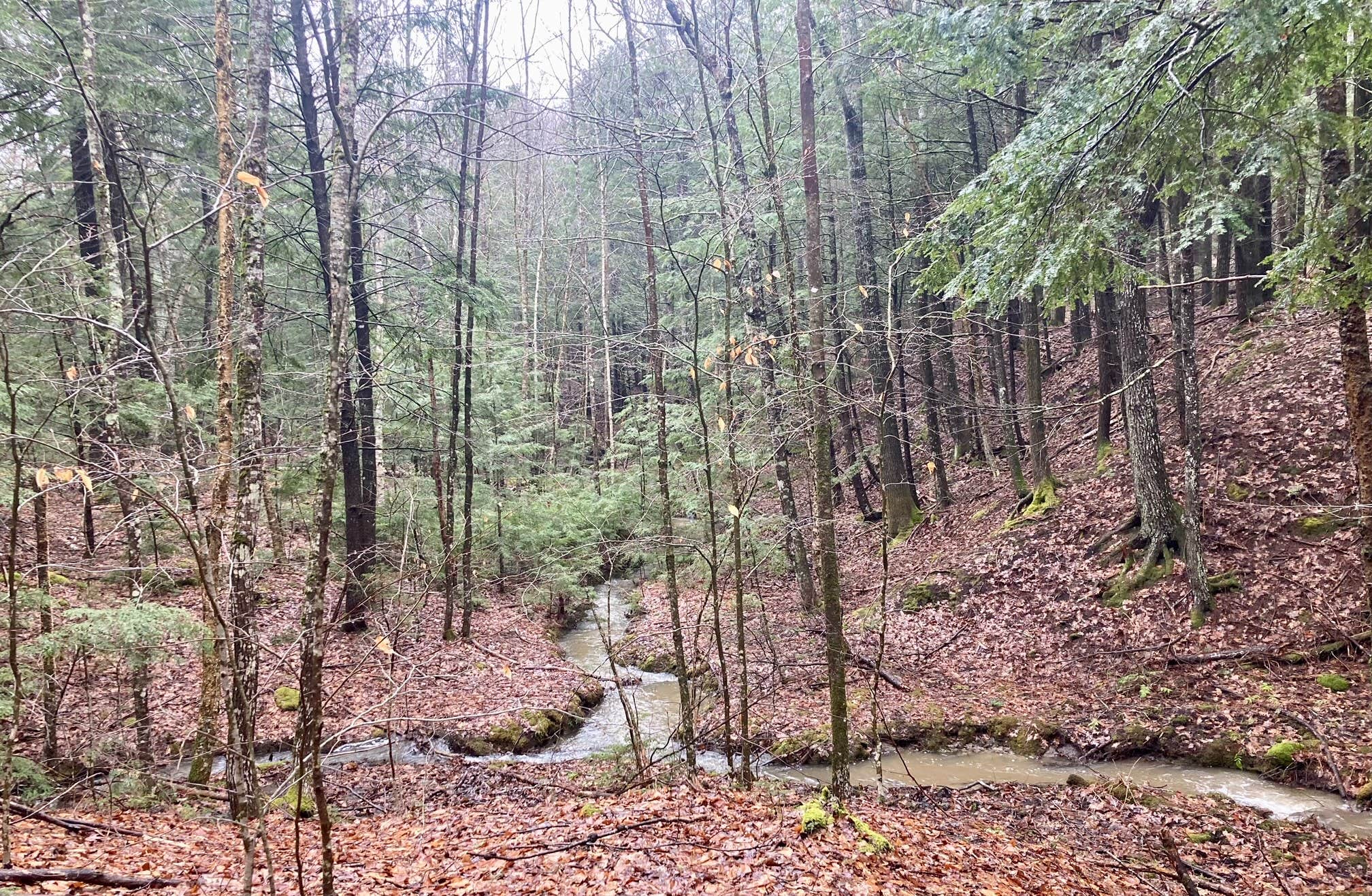 Camper-submitted photo at Runaround Woods near Bath, ME