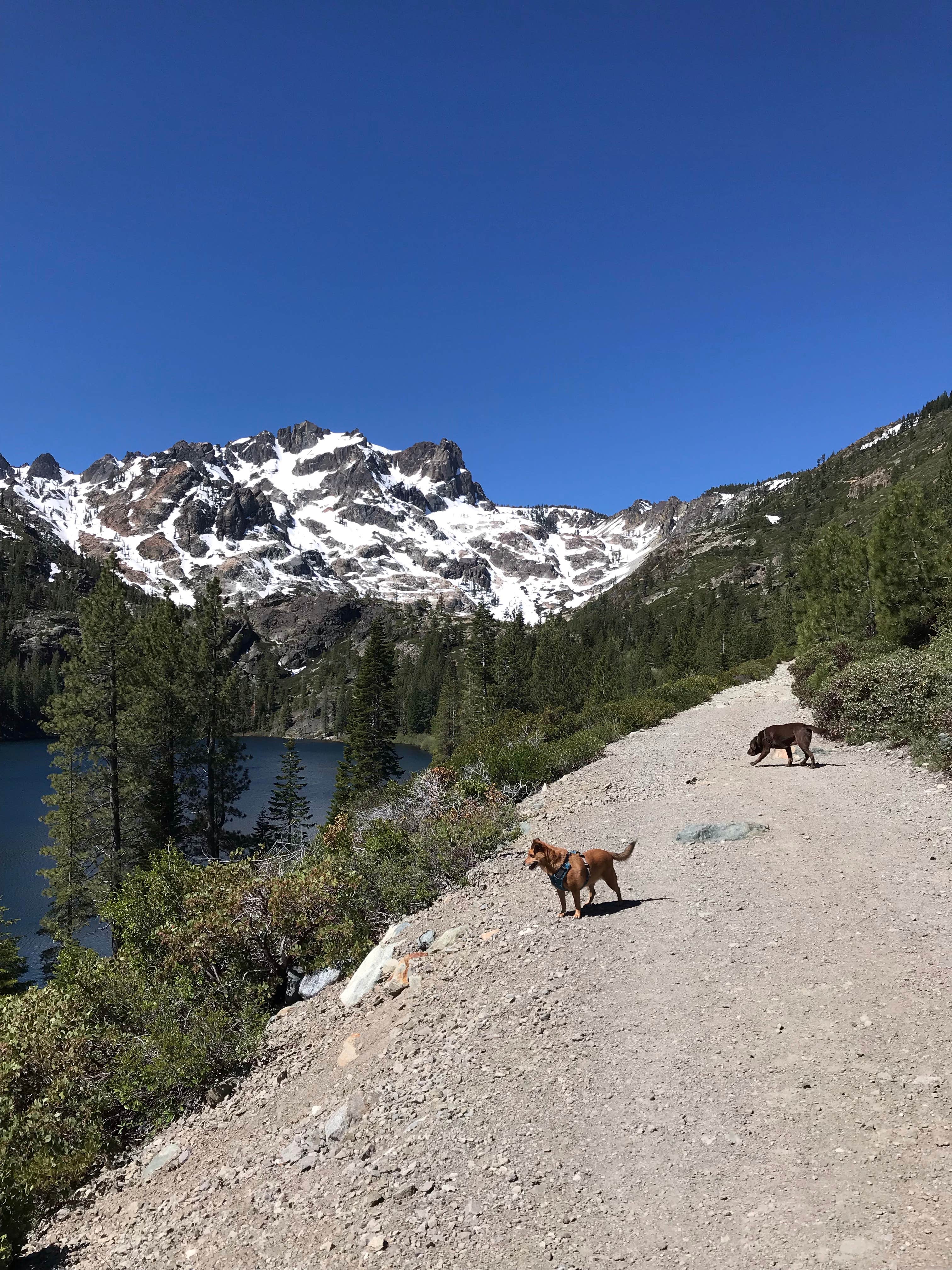 Therese L.'s photo of camping with pets at Sardine Lake near Plumas National Forest