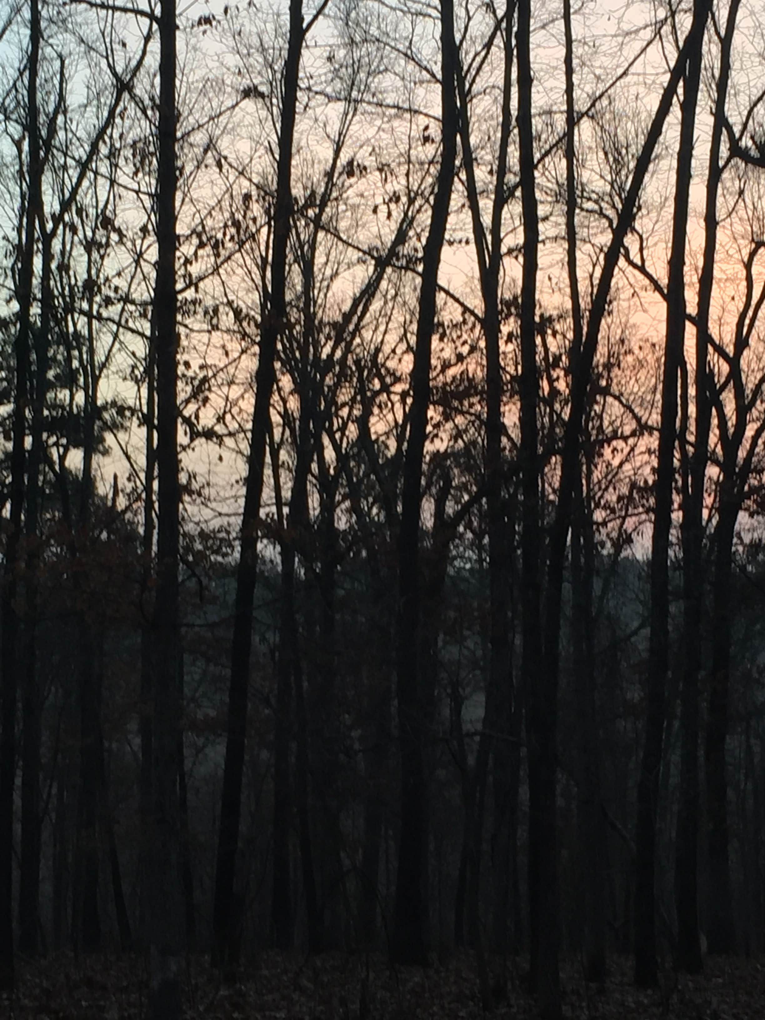 Camper submitted image from Dam Site River - Beaver Lake - 2