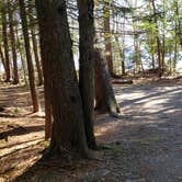 Review photo of Rowell Cove Campground — Lily Bay State Park by Jean C., June 10, 2019