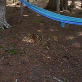 Review photo of Rowell Cove Campground — Lily Bay State Park by Jean C., June 10, 2019