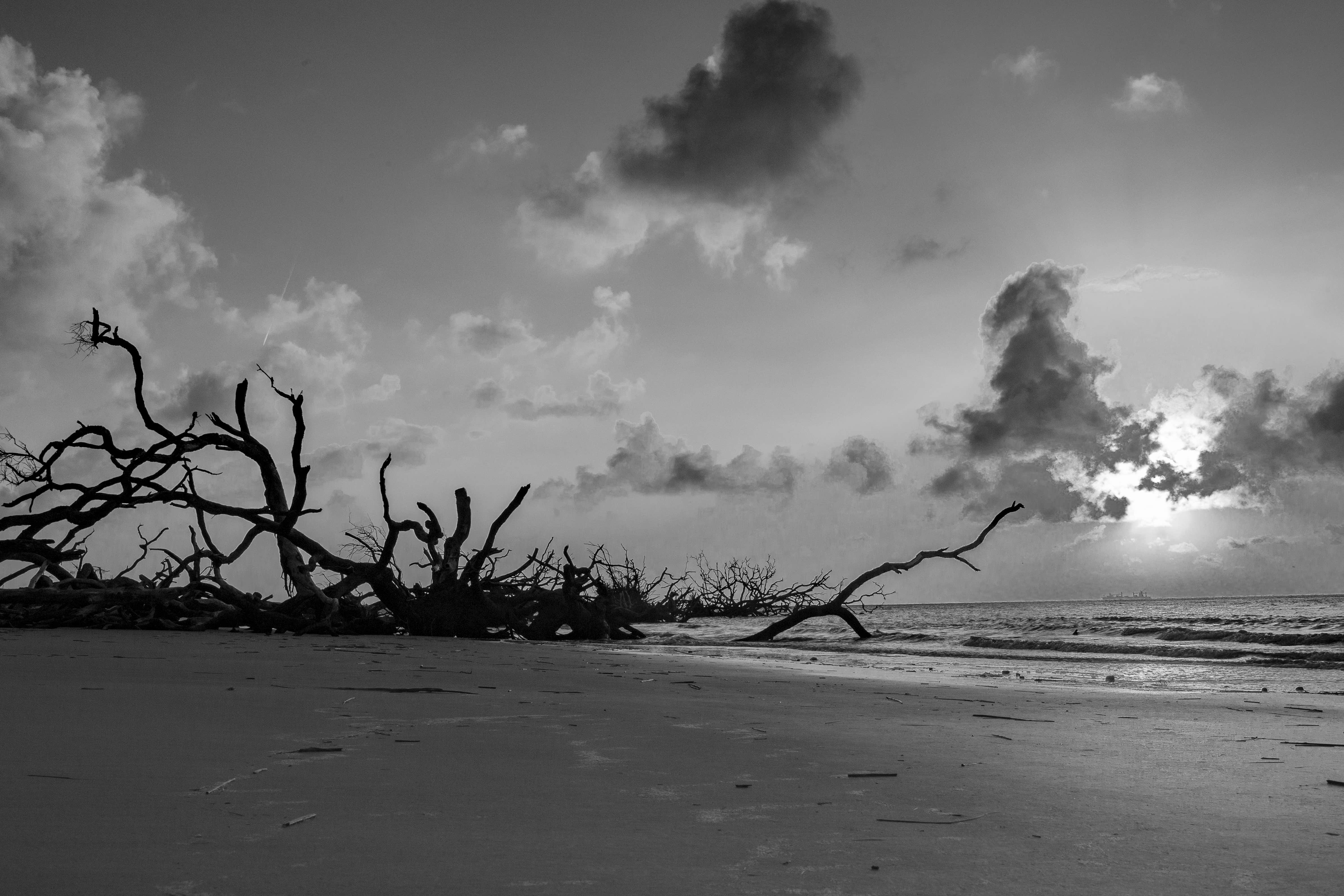 South side of the oak graveyard. The tide covers most of these trees as it comes it, but it is visible off the coast of Tybee Island and provides a landmark for where to make camp.