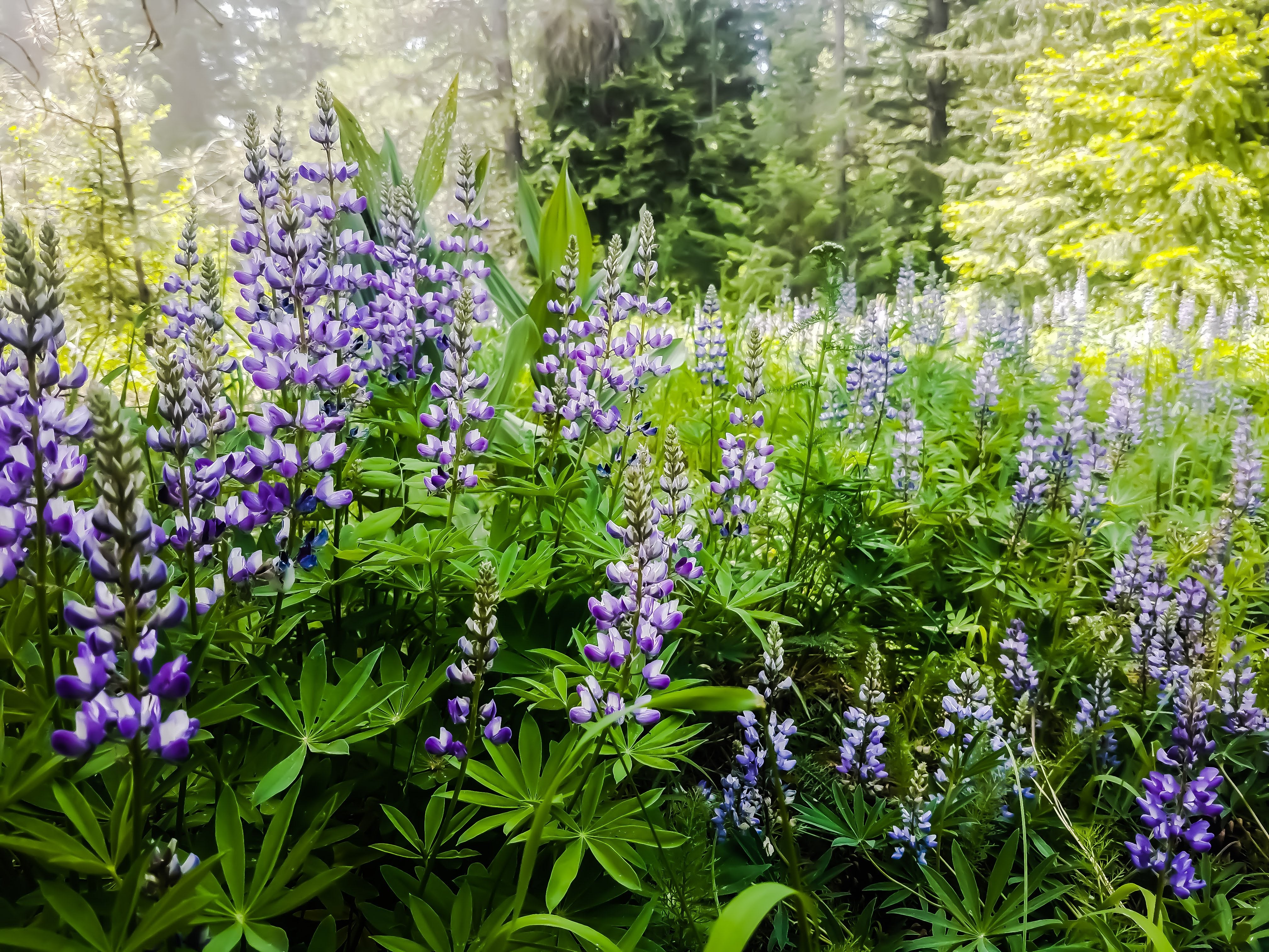 lupine going crazy!
