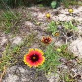 Review photo of Ocracoke Campground — Cape Hatteras National Seashore by Anton R., June 10, 2019