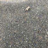 Review photo of Ocracoke Campground — Cape Hatteras National Seashore by Anton R., June 10, 2019