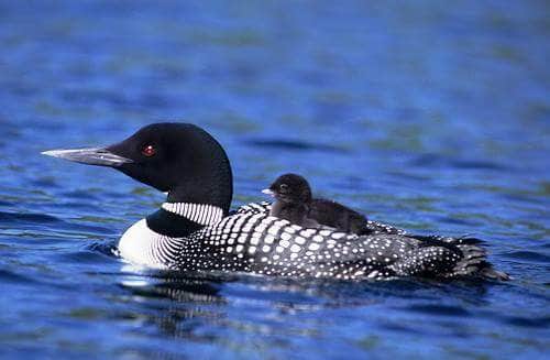 Camper-submitted photo at Patricia Lake Campground near Irma, WI