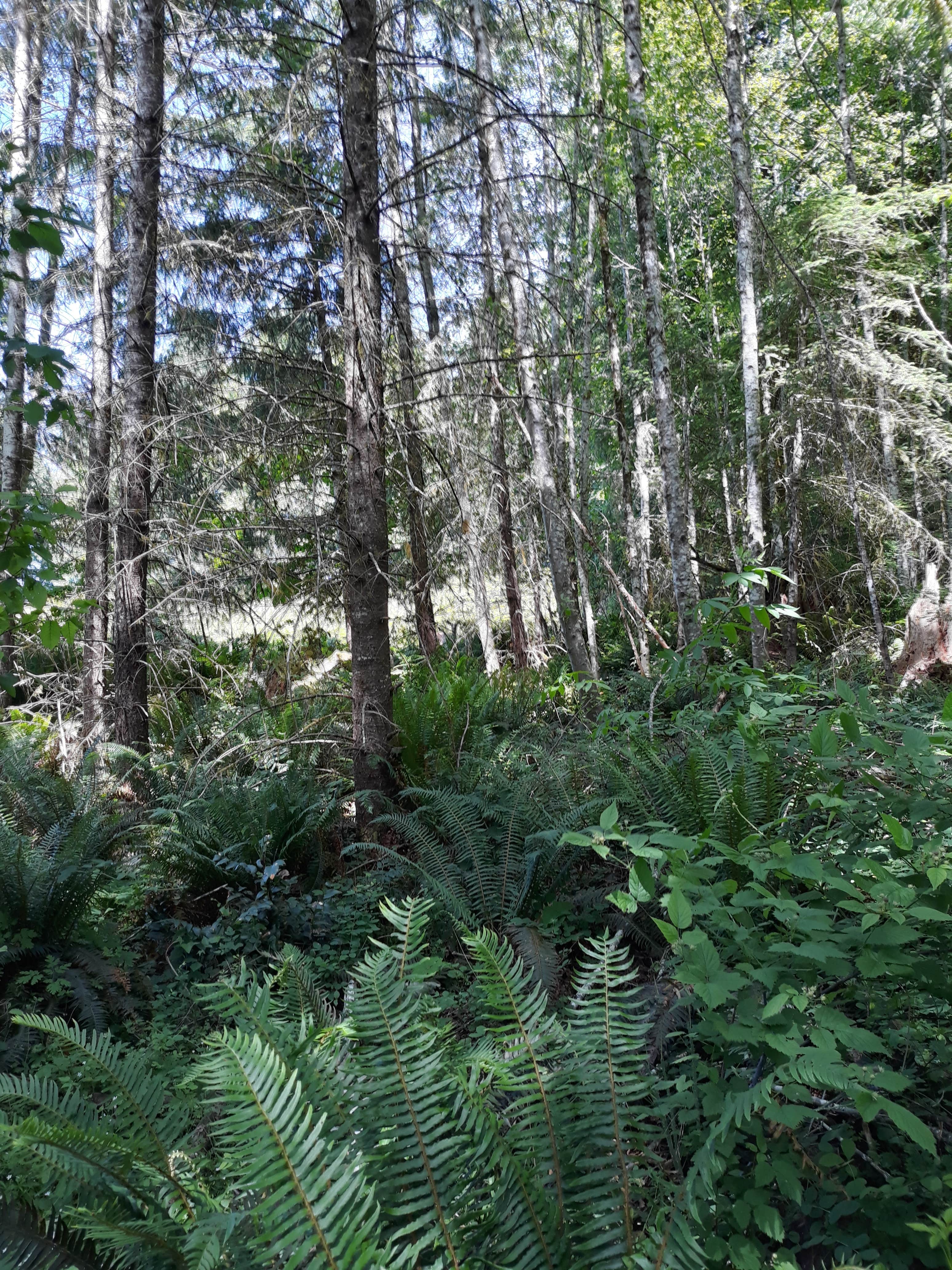 Camper-submitted photo at Dairy Creek West — L.L. Stub Stewart Memorial State Park near Hillsboro, OR