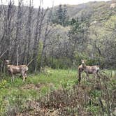 Review photo of Lake Alice Campground — Sugarite Canyon State Park by George C., June 10, 2019