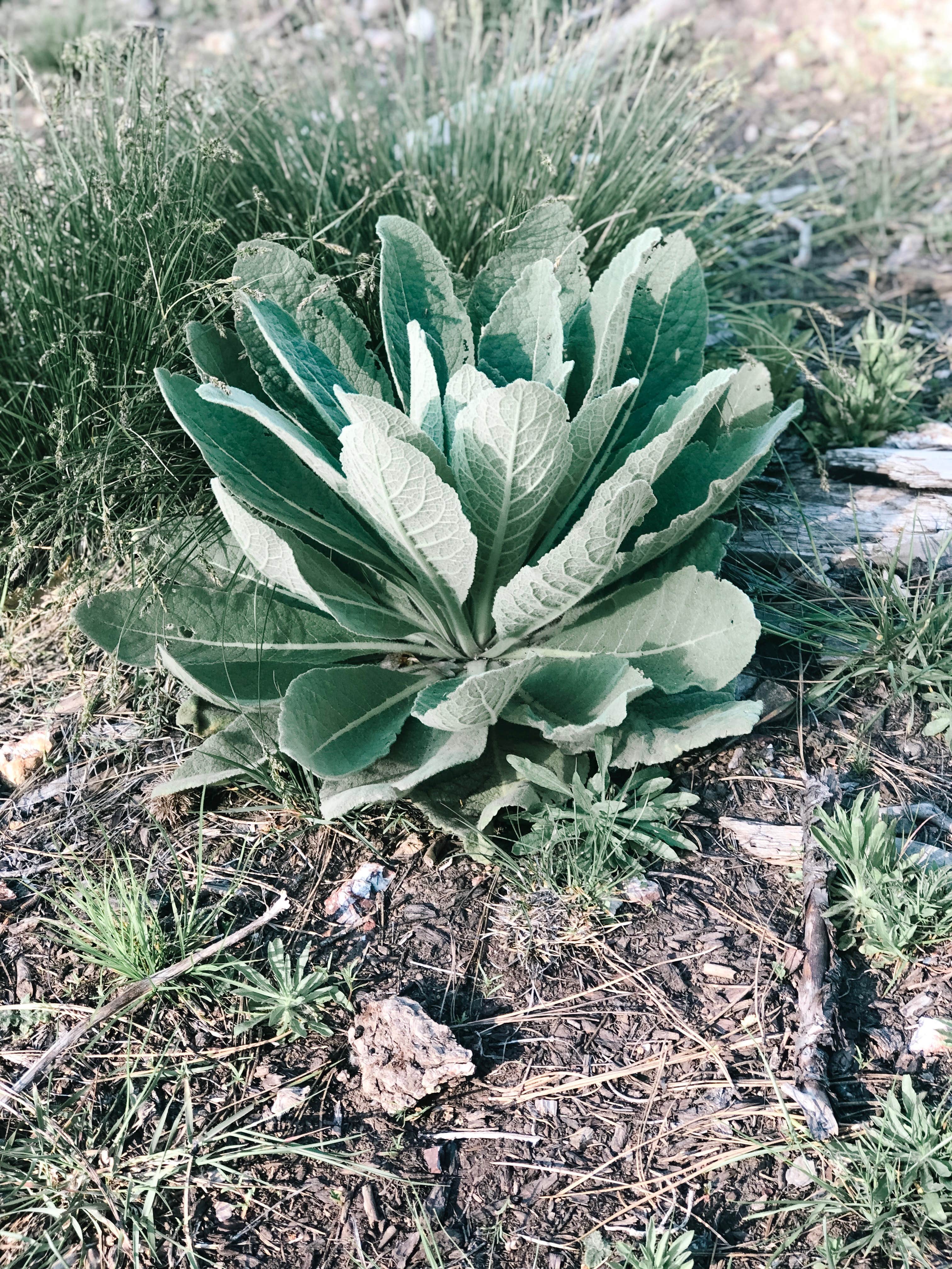 Natures toilet paper in case you forgot yours ;)