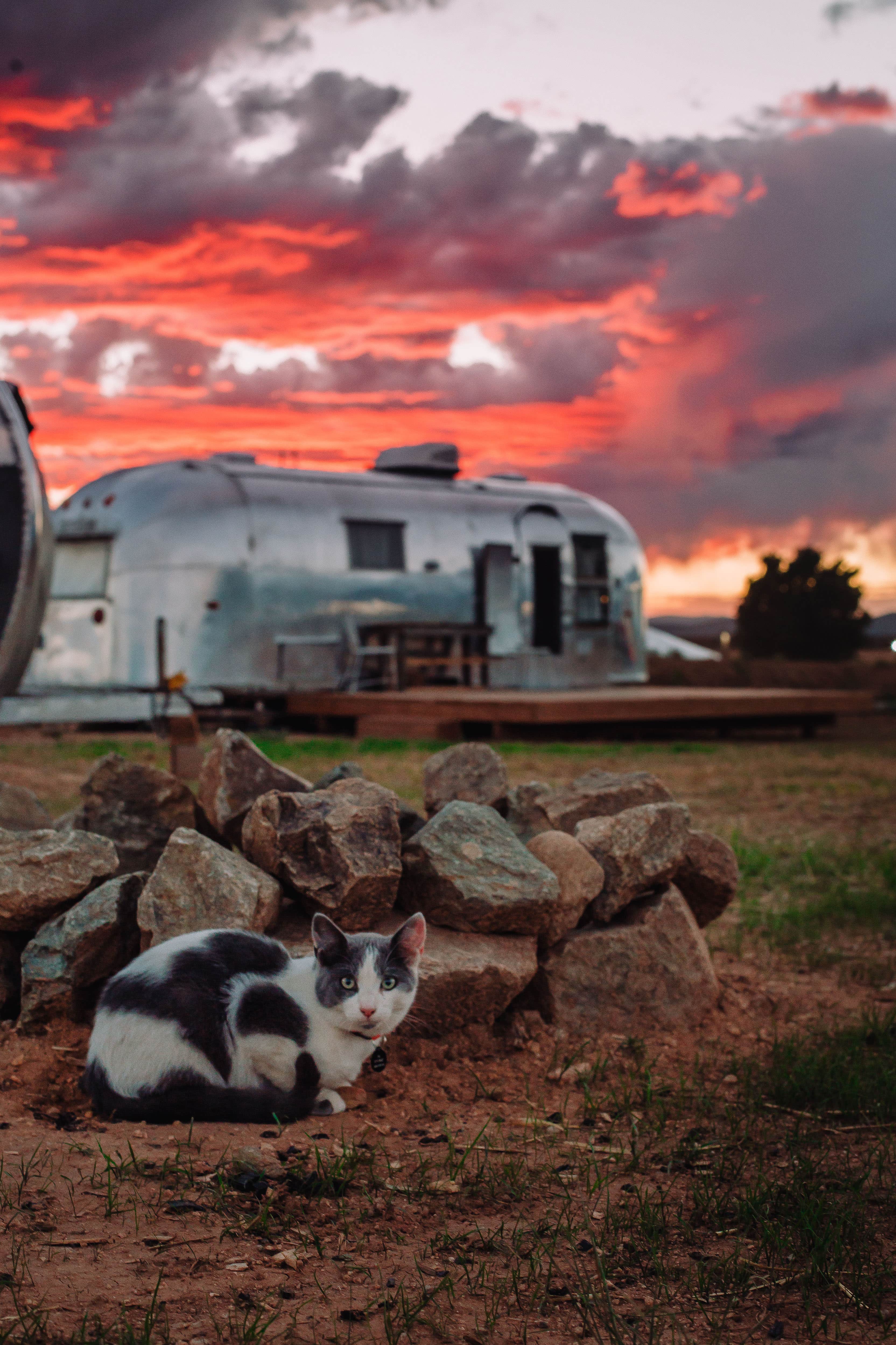 Hotel L.'s photo of camping with pets at Hotel Luna Mystica near Taos, NM