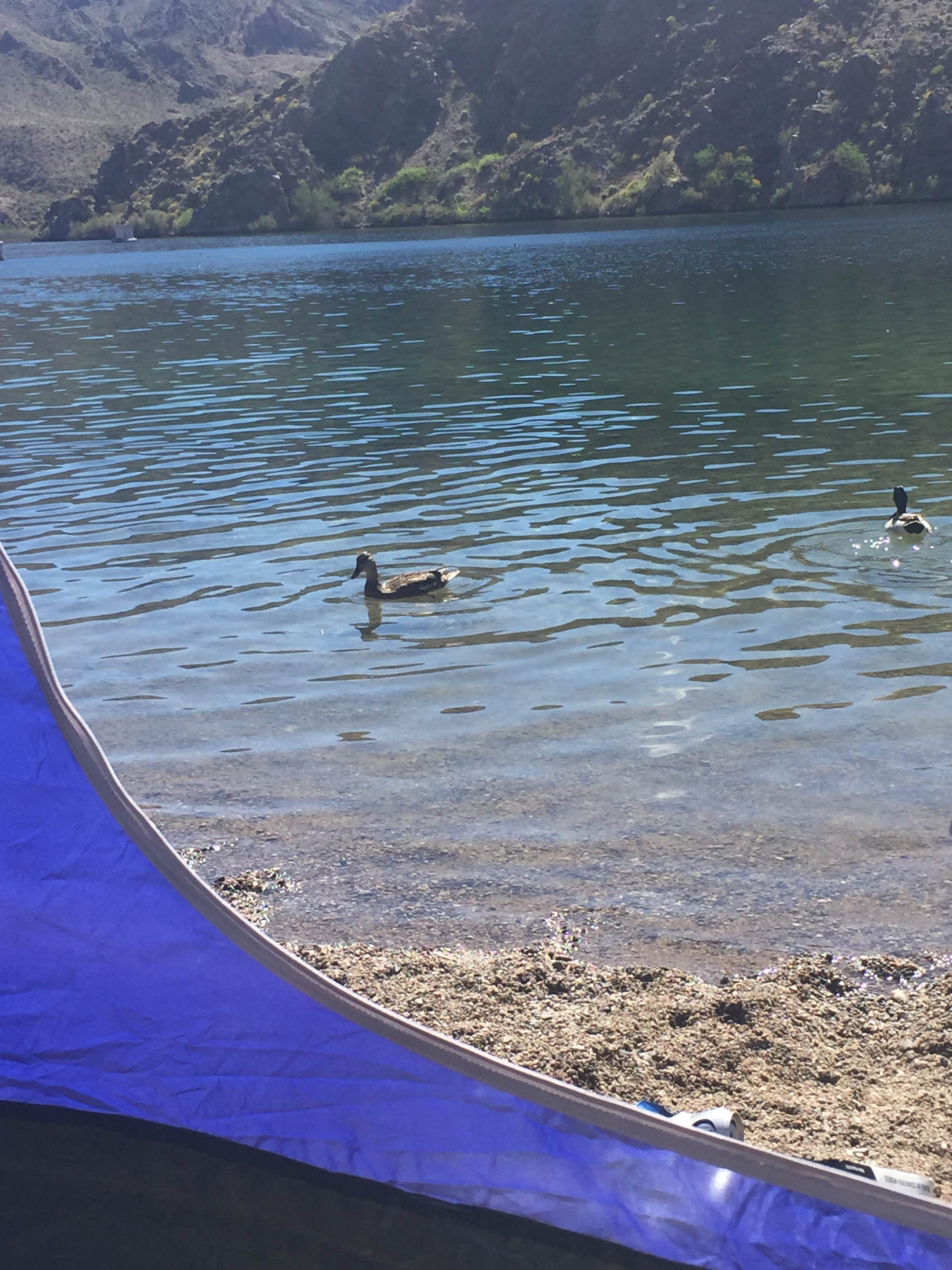 Jesse S.'s photo at Willow Beach Rv Park — Lake Mead National Recreation Area near Temple Bar Marina, AZ