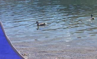 Jesse S.'s photo at Willow Beach Rv Park — Lake Mead National Recreation Area near Lake Mead National Recreation Area