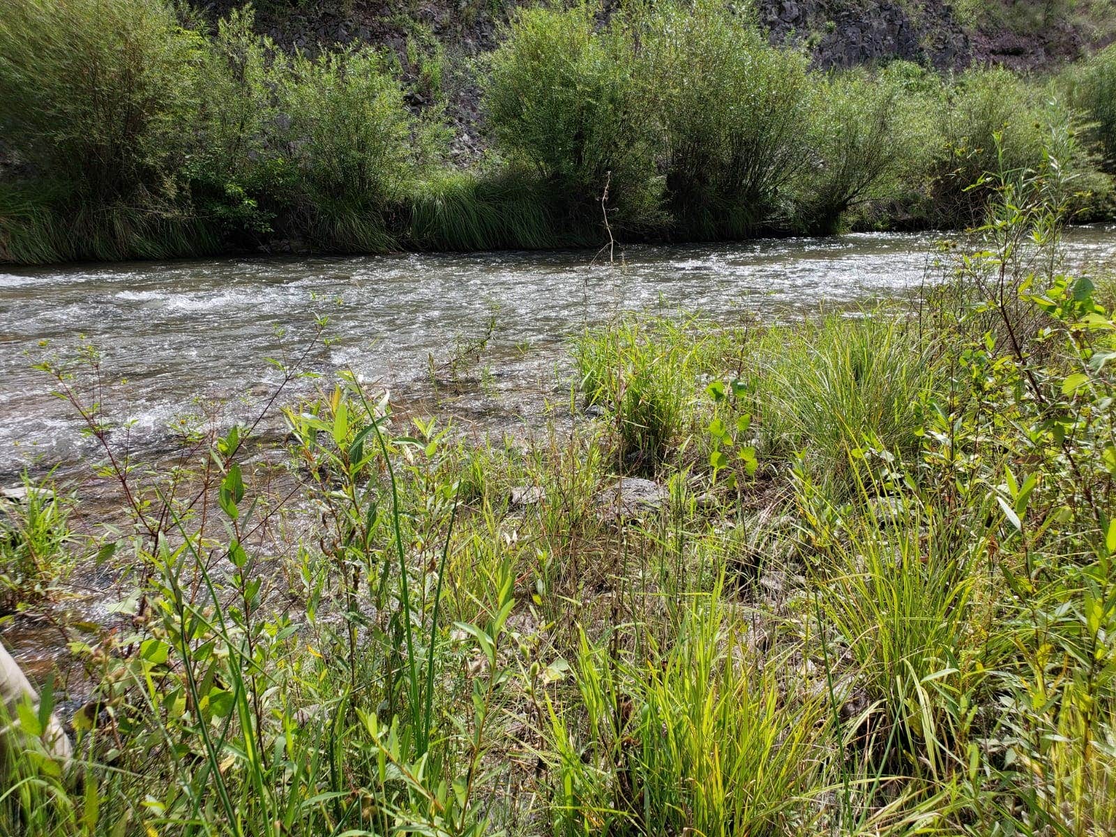 Camper submitted image from Gila Hot Springs Campground - 3