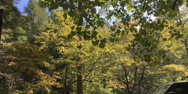 Camper submitted image from Tellico River Area