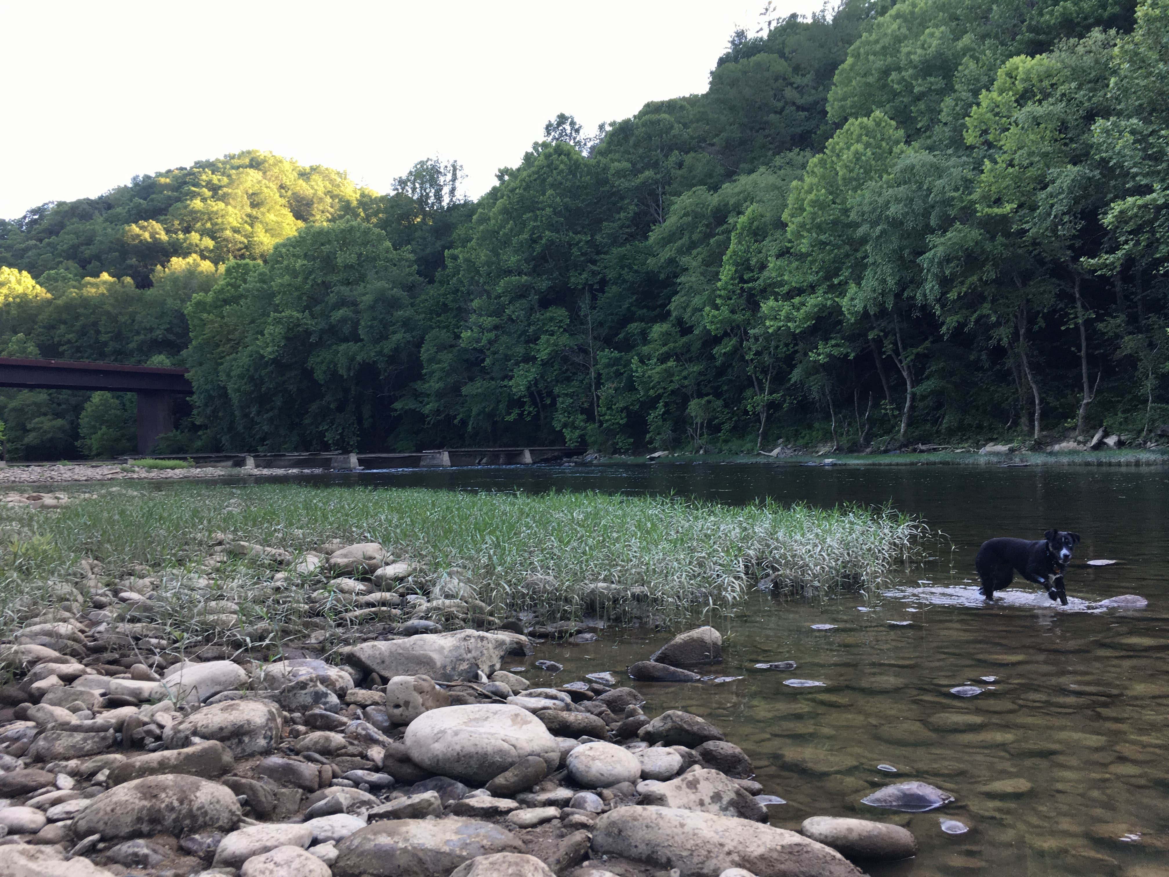 Liz T.'s photo of camping with pets at Bandy Creek - Big South Fork National River Rec Area near Strunk, KY