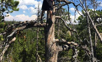 Camping near Bighorn National Forest: Ranger Creek, Wolf, Wyoming