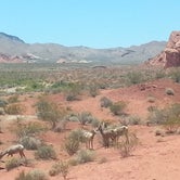 Review photo of Atlatl Rock Campground — Valley of Fire State Park by Sandy K., September 1, 2016