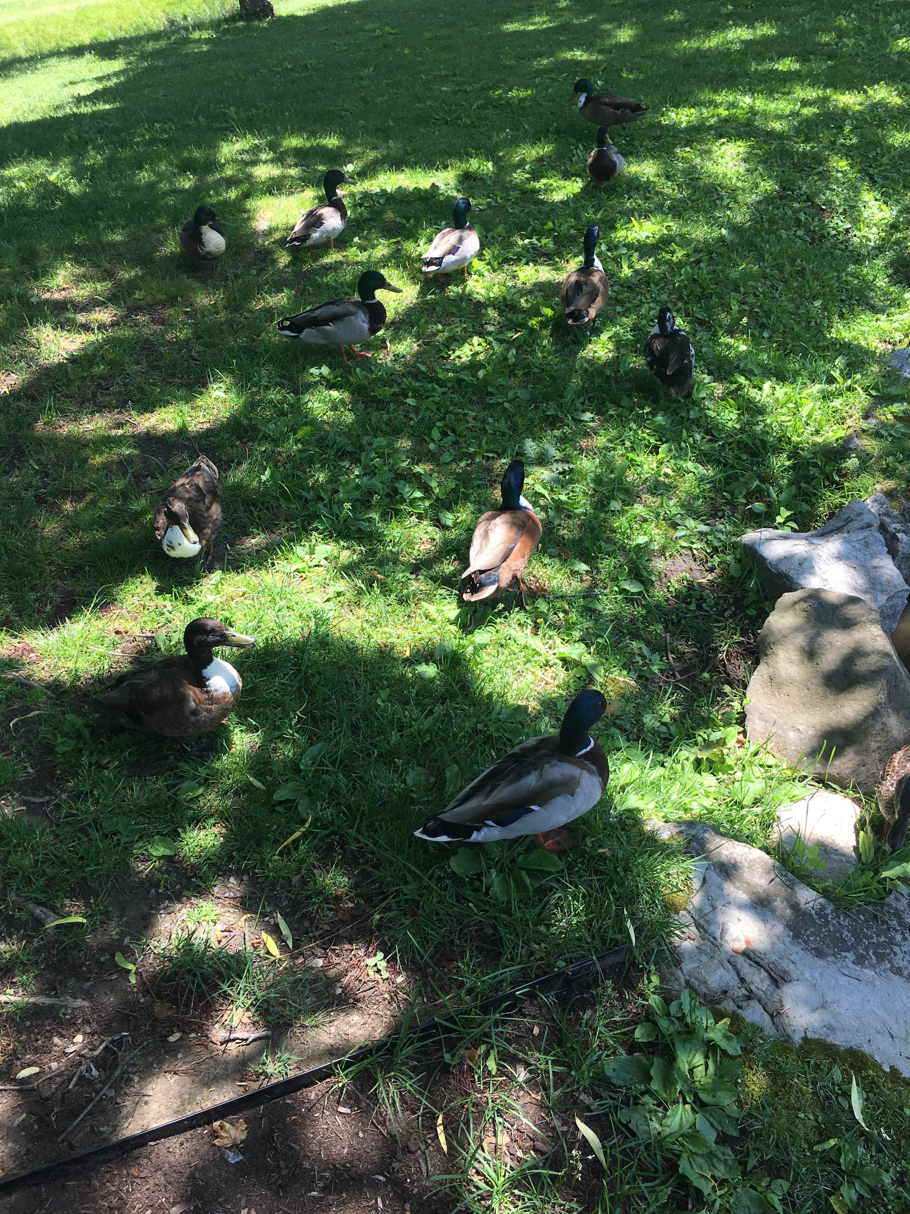 Animals
