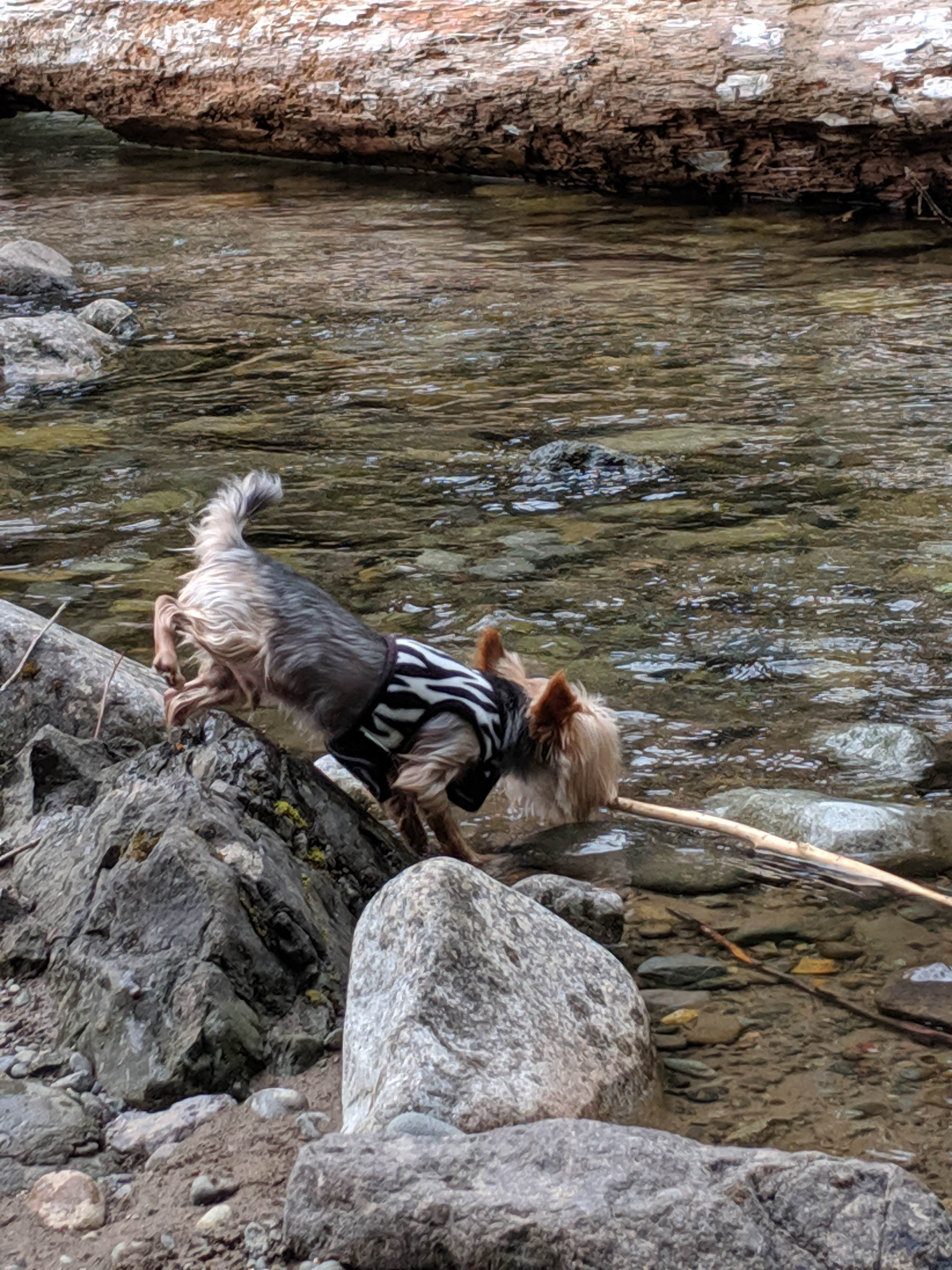 Mary C.'s photo of camping with pets at La Wis Wis Campground near Randle, WA