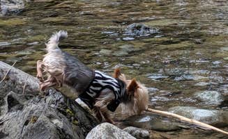 Mary C.'s photo of camping with pets at La Wis Wis Campground near Randle, WA