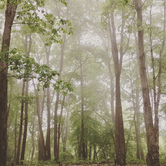 Review photo of Coopers Rock State Forest by Sara K., June 11, 2019