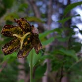 Review photo of French Cabin Creek Recreation Area by Megan C., June 12, 2019