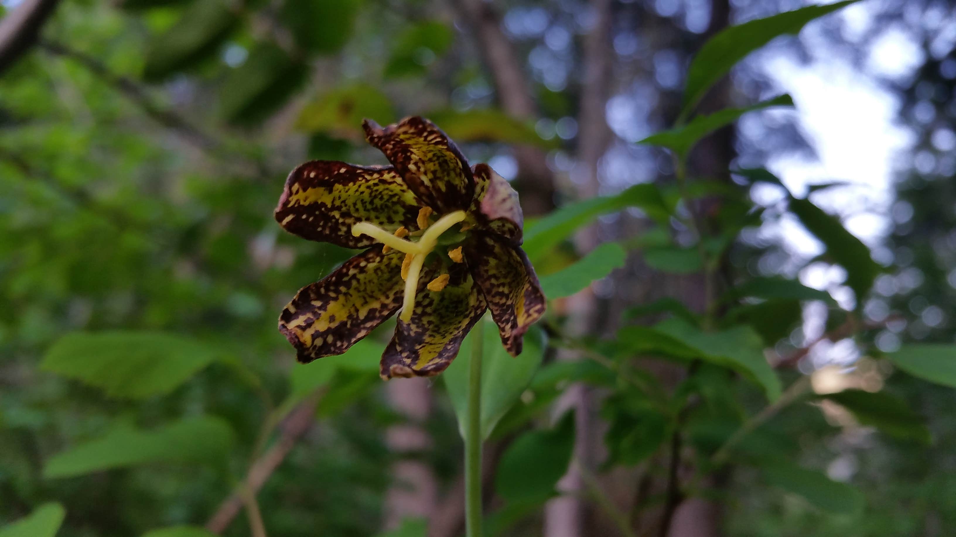 Camper submitted image from French Cabin Creek Recreation Area - 3