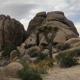 Review photo of Jumbo Rocks Campground — Joshua Tree National Park by Justin B., June 12, 2019