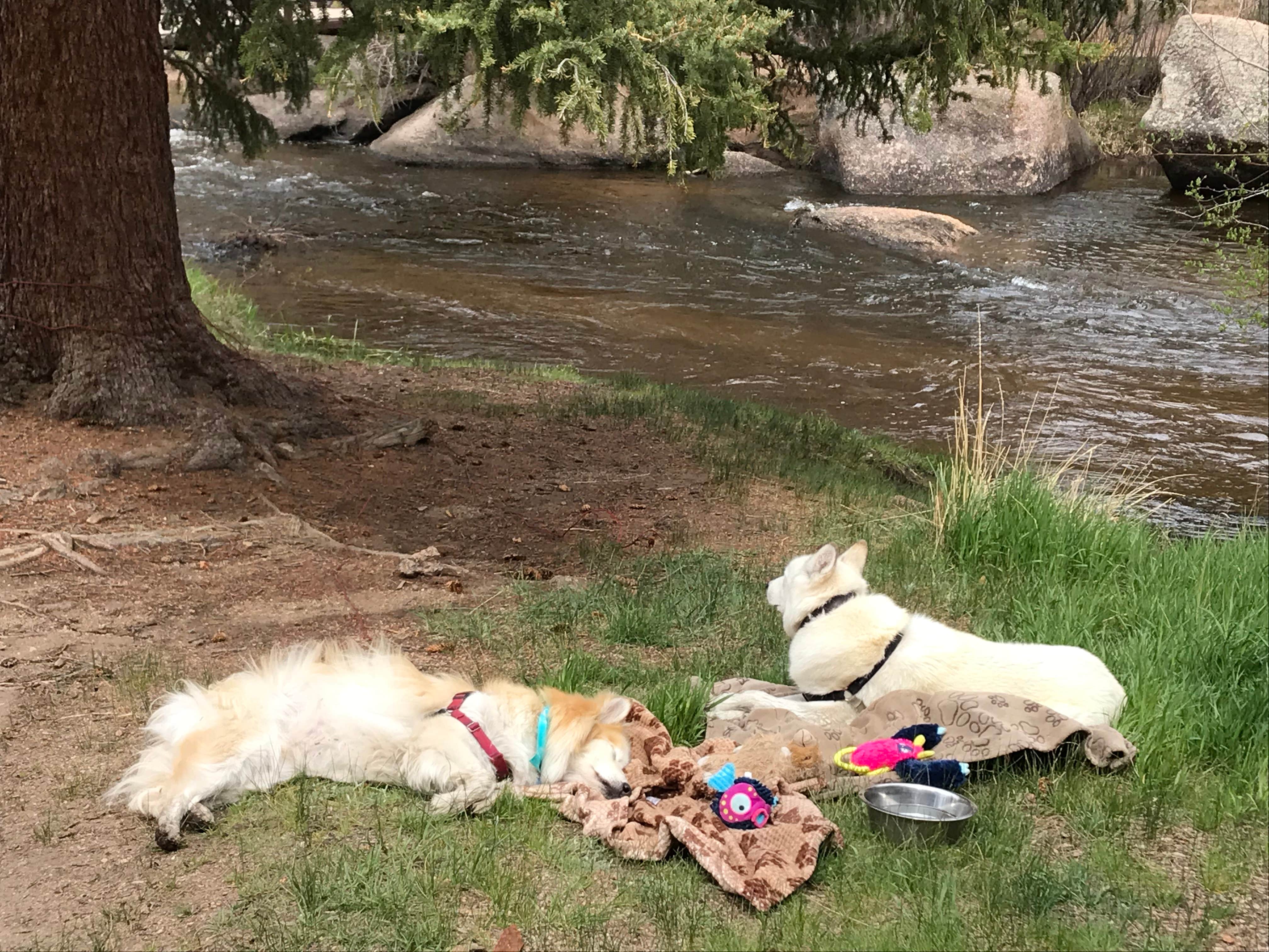 Ryan T.'s photo of camping with pets at Spruce Grove Campground near Deckers, CO