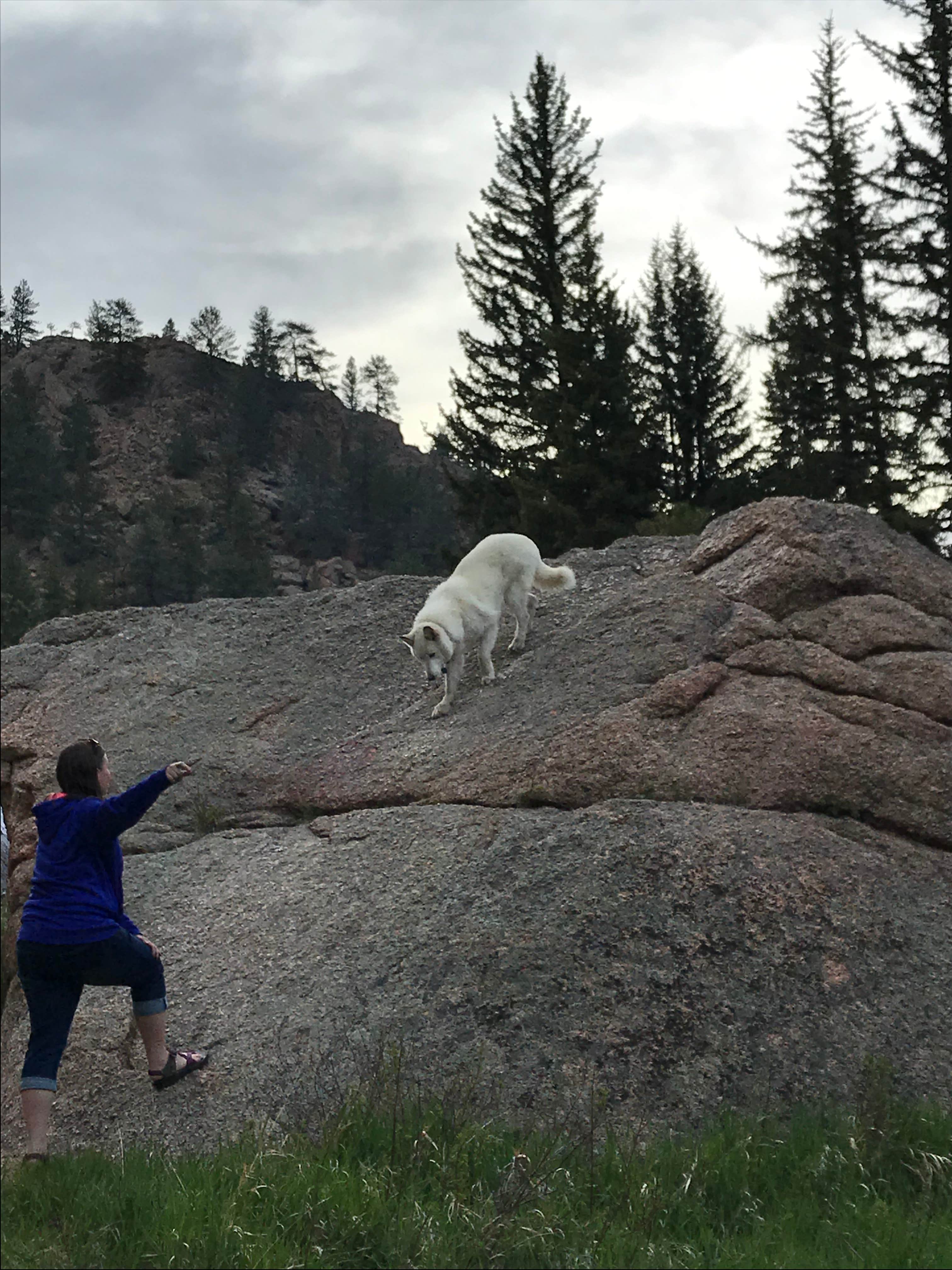 Ryan T.'s photo of camping with pets at Spruce Grove Campground near Deckers, CO