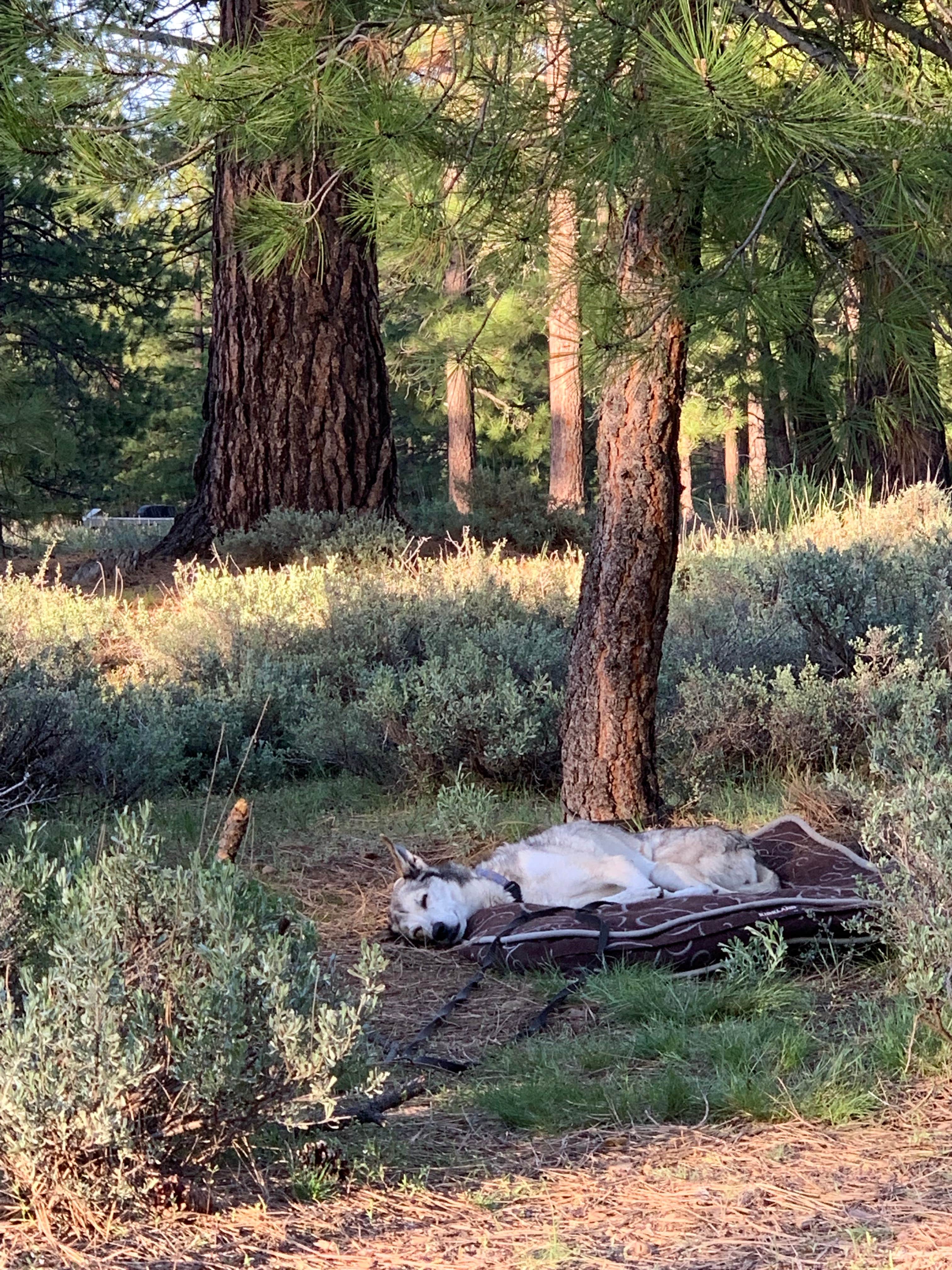 Camper submitted image from Stampede Reservoir - Water Recreation - 4