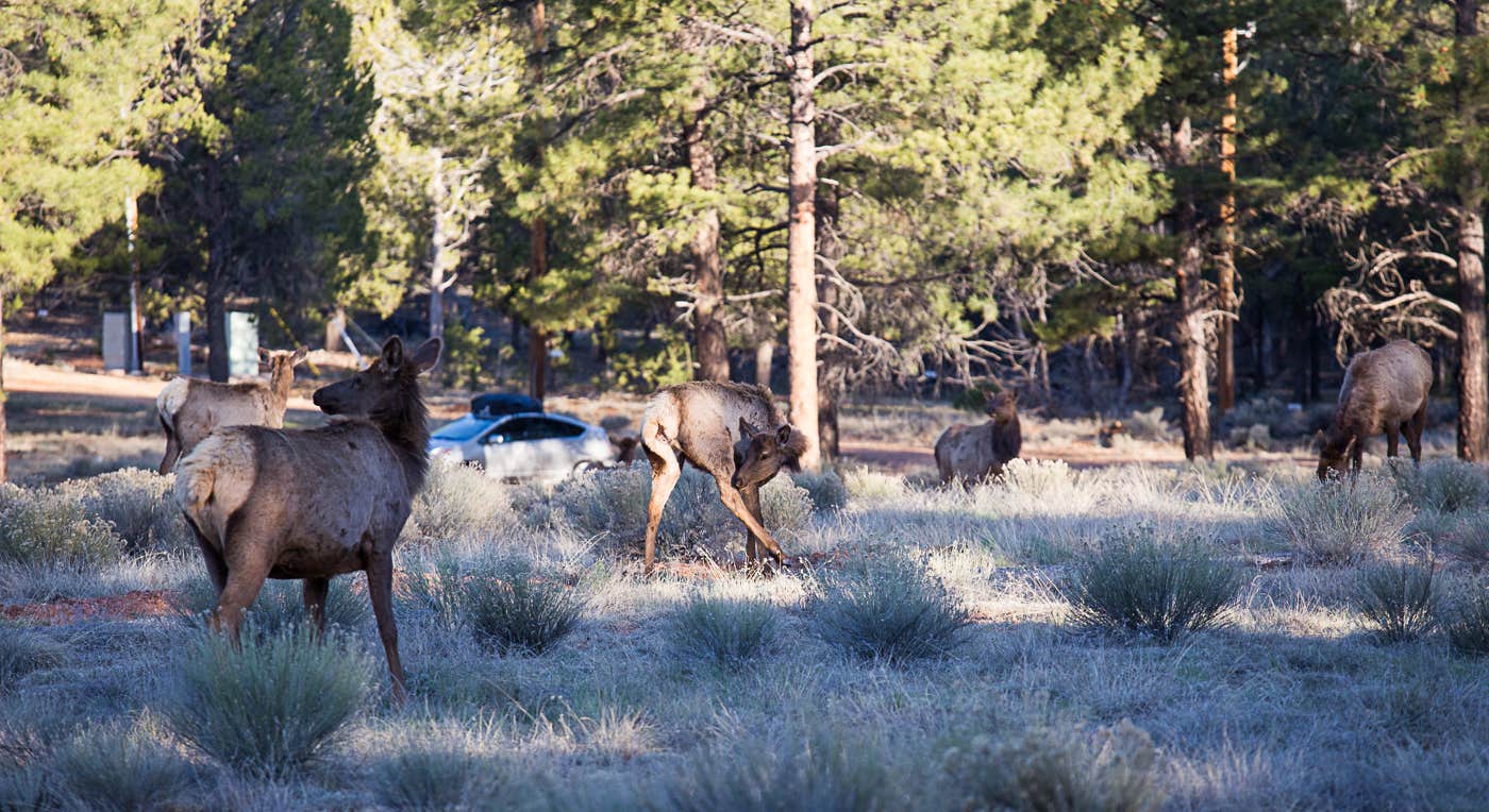 Deer Eating in Small Field near Mather Campground in Grand Canyon National Park