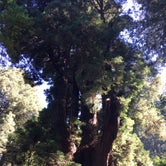 Review photo of Henry Cowell Redwoods State Park Campground by Jacob S., June 12, 2019