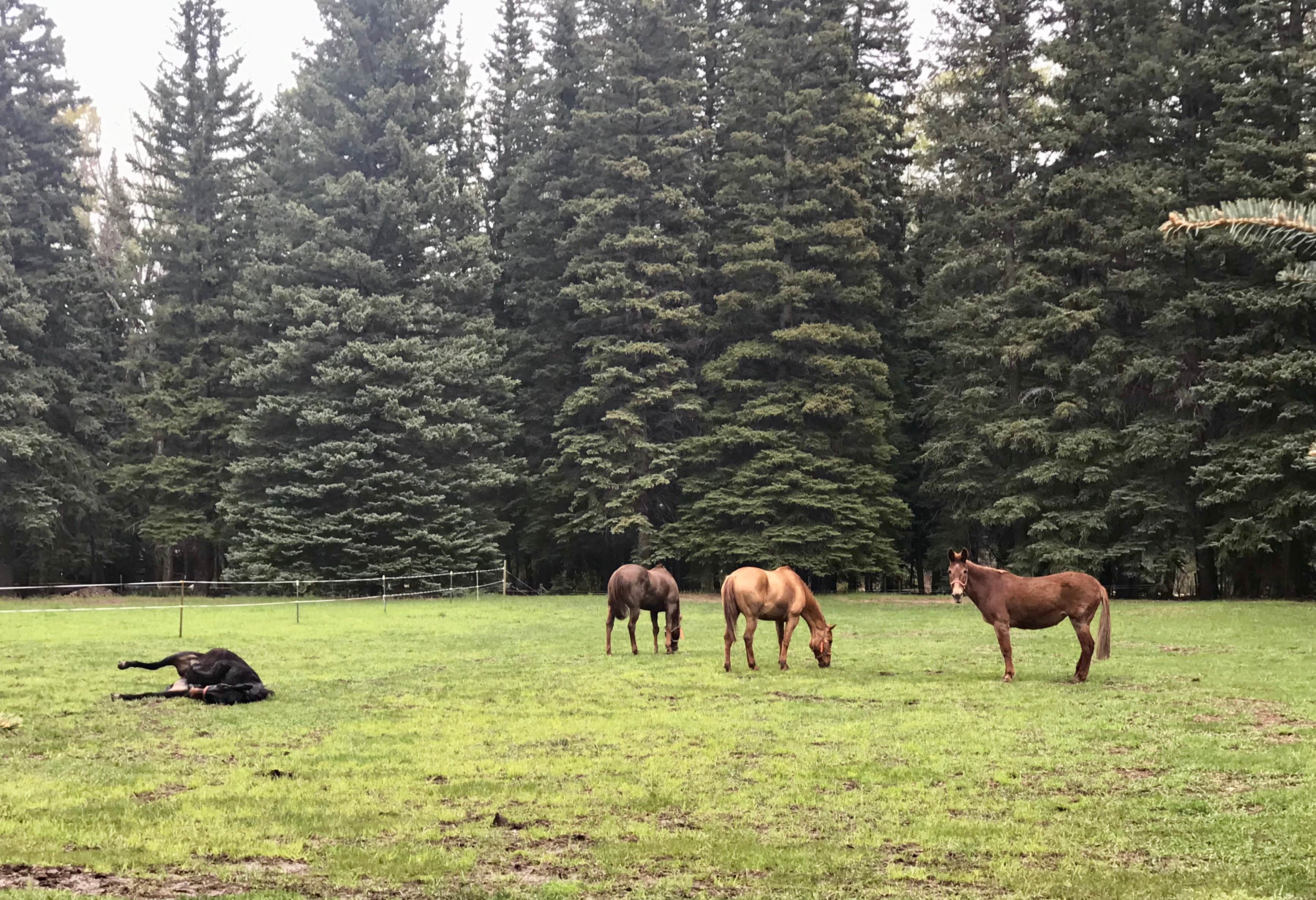 Camping near Priest Gulch Campground and RV Park Cabins and Lodge: Mavreeso Campground, Rico, Colorado