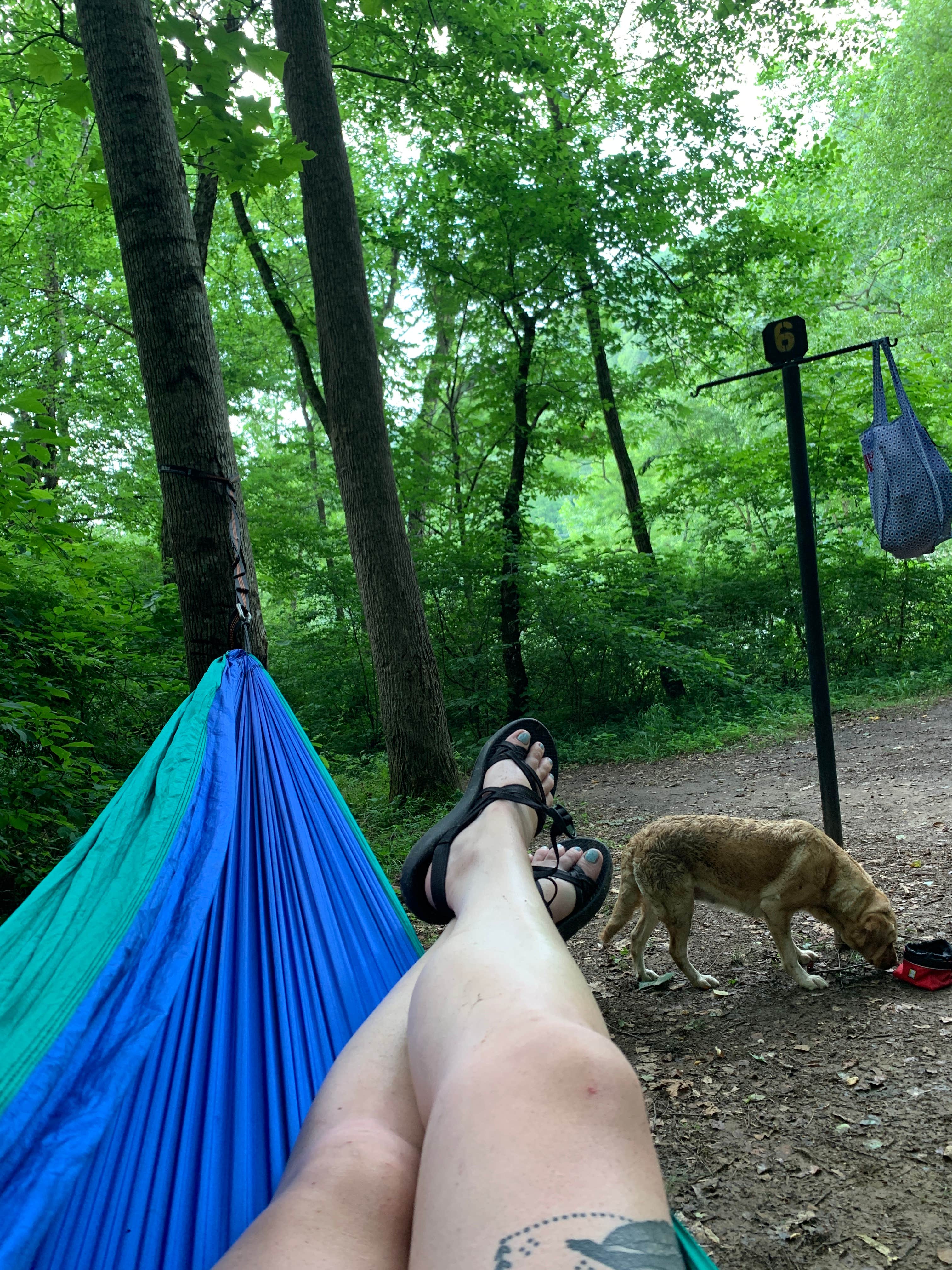 Hallie W.'s photo of camping with pets at Stone Cliff Campground — New River Gorge National Park and Preserve near Daniels, WV