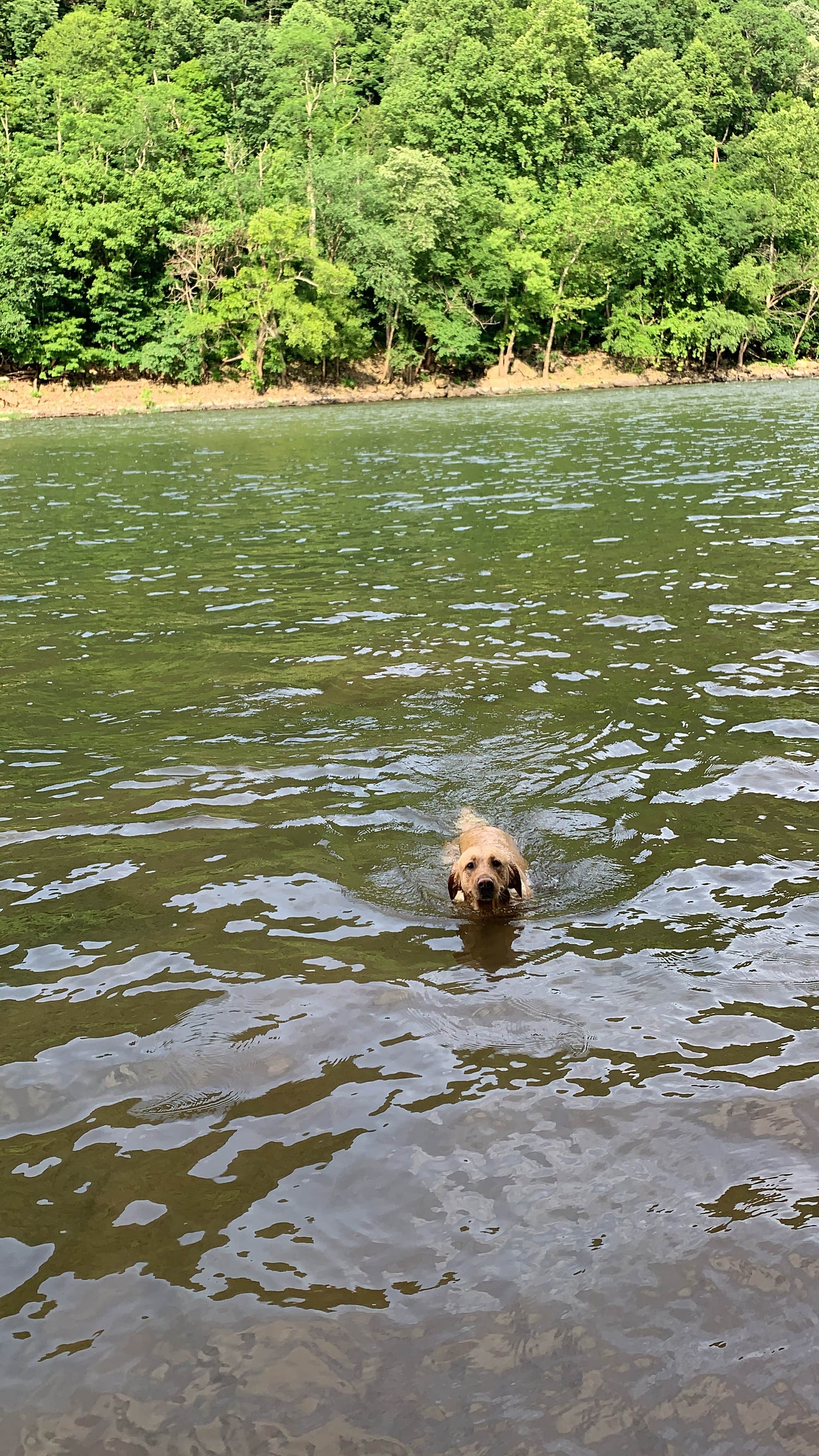 Hallie W.'s photo of camping with pets at Stone Cliff Campground — New River Gorge National Park and Preserve near New River Gorge National River