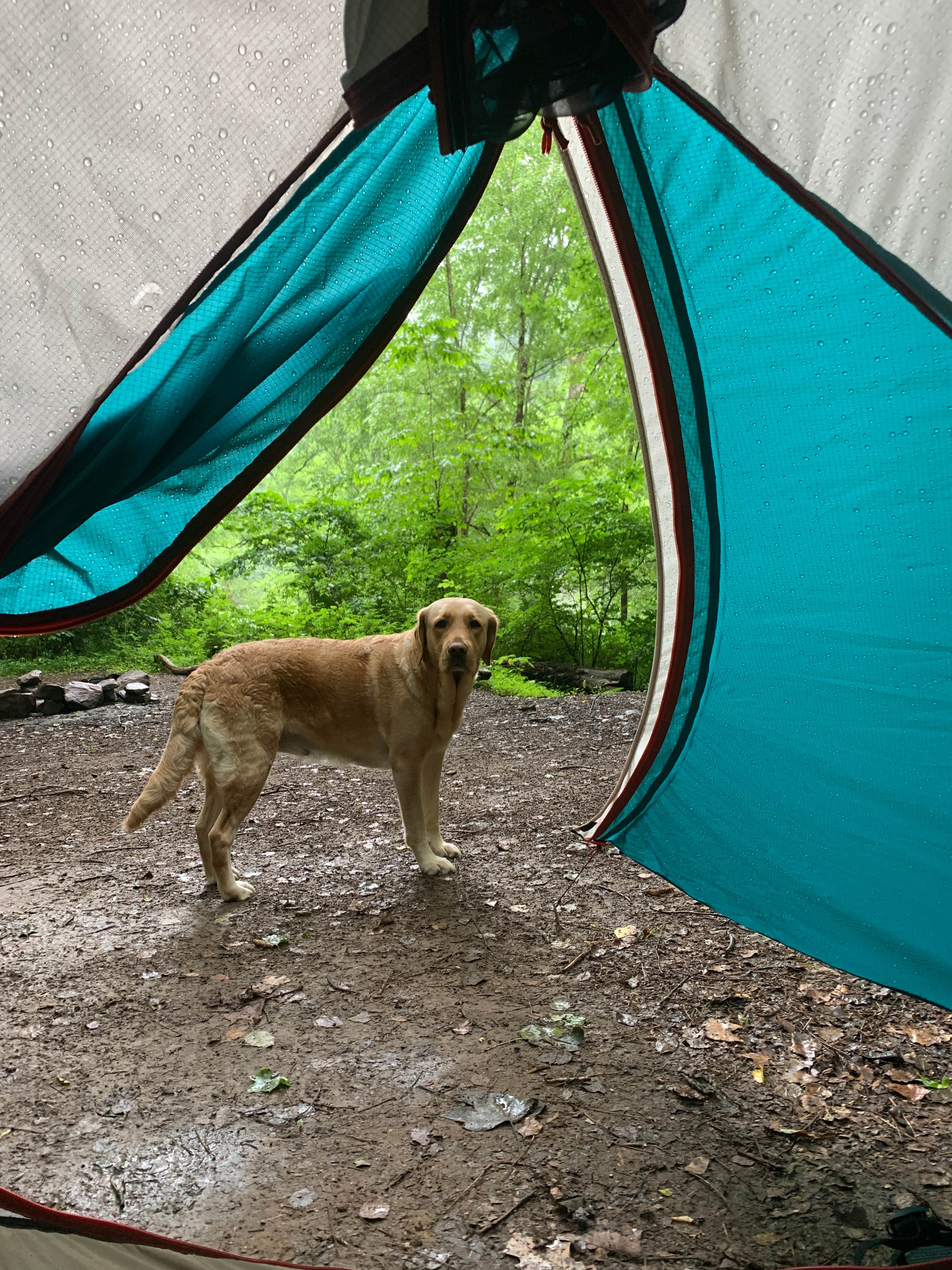Hallie W.'s photo at Stone Cliff Campground — New River Gorge National Park and Preserve near Lookout, WV