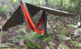 Paul N.'s photo of a dispersed camping area at Dolly Sods Backcountry near Westernport, MD