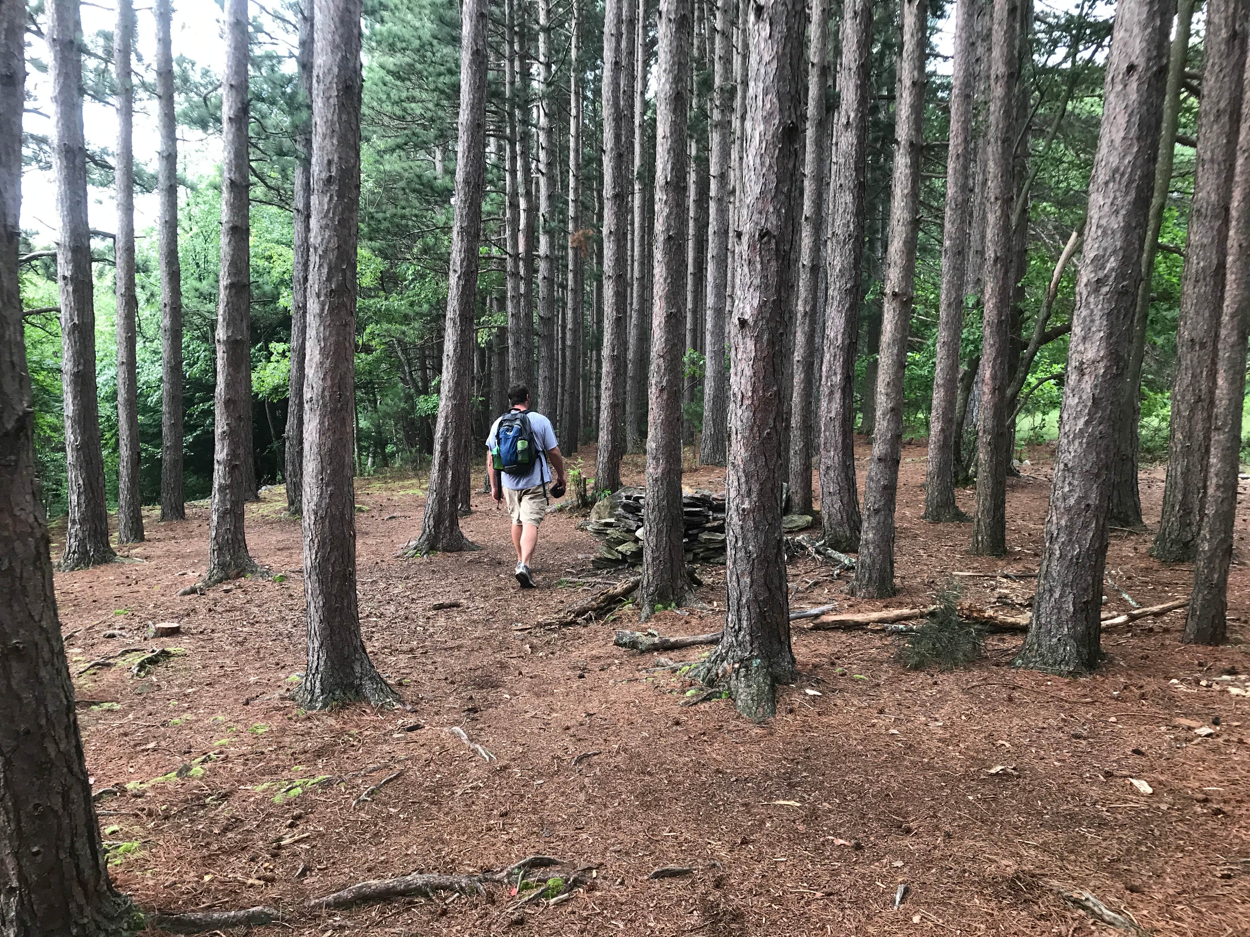 Camper submitted image from Dolly Sods Backcountry - 3