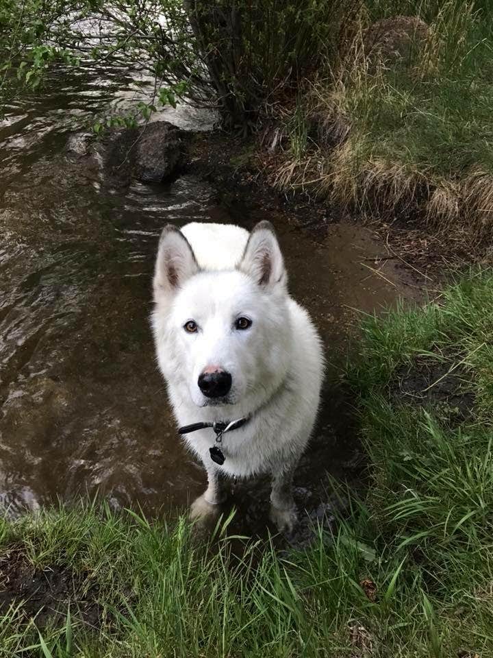 Ryan T.'s photo of camping with pets at Chatfield State Park Campground near Kittredge, CO
