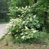 Review photo of Frank Gross Campground — Chattahoochee Oconee National Forest by Terri P., June 12, 2019