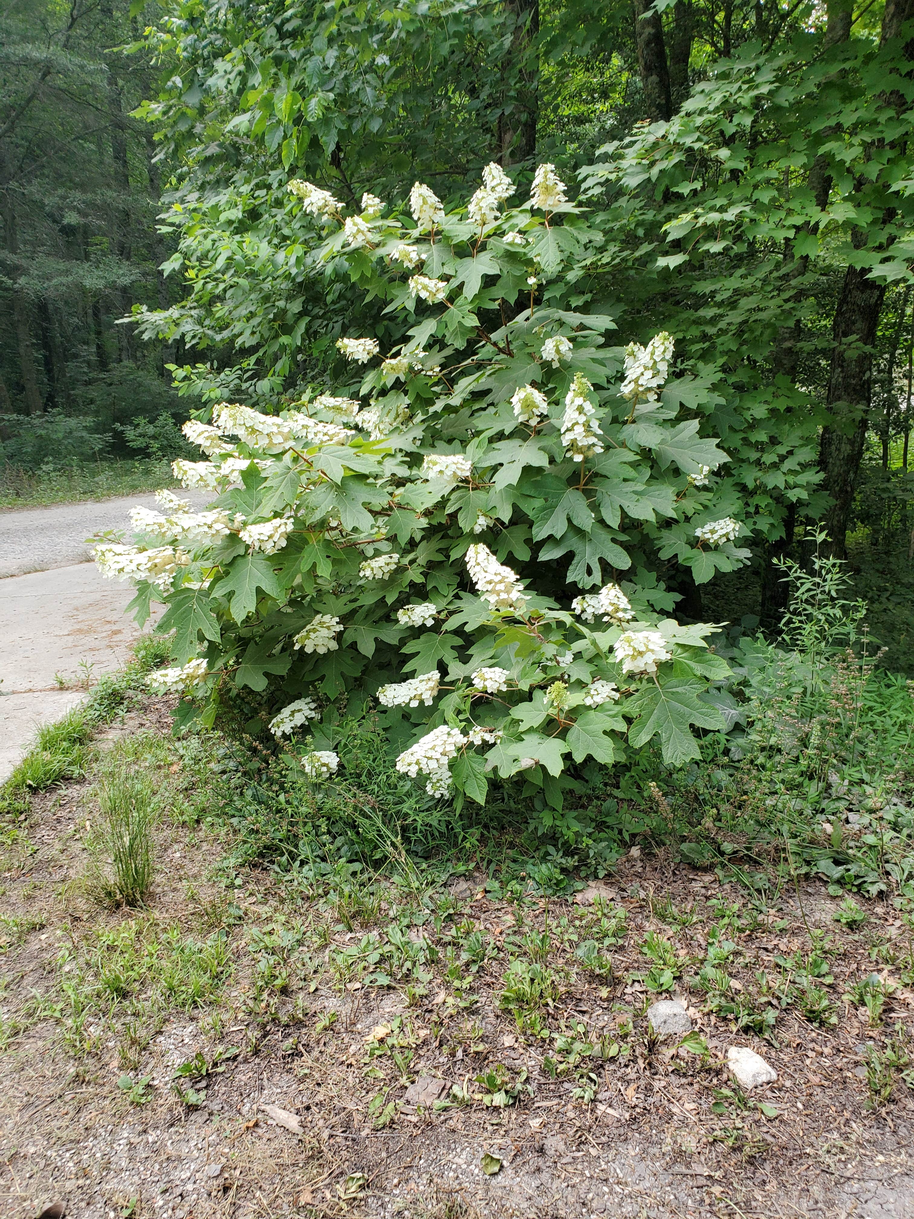 Camper submitted image from Frank Gross Campground — Chattahoochee Oconee National Forest - 2