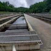 Review photo of Frank Gross Campground — Chattahoochee Oconee National Forest by Terri P., June 12, 2019